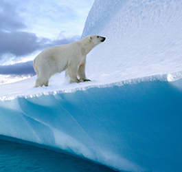 “Inspired By Arctic Beauty“, the success story